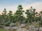 Bonsai tree, streblus asper ,Siamese rough bush in the garden