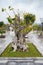 Bonsai tree in Temple Linh Ung Pagoda Vietnam Danang