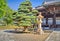 Bonsai tree and traditional japanese building in Otani Hombyo temple