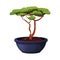 Bonsai tree with twisted trunk, foliage in ceramic pot in cartoon style, asian mini plant isolated on white background