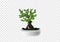 Bonsai tree vector in gray cement pot on transparency background, tiny tree with lady shape trunk and leaves illustration