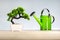 Bonsai tree and watering can on wood shelf with gray wall background.