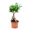 Bonsai tree on white background