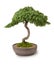 Bonsai Tree Wisdom