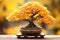 Bonsai tree with yellow leaves