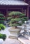 Bonsai trees in the Chi Lin Nunnery garden