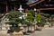 Bonsai trees in Chinese Garden of the Chi Lin Nunnery, a  Buddhist temple in Hong Kong
