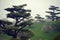 Bonsai Trees Fog