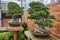 Bonsai Trees in Serene Indoor Conservatory Setting