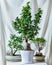 Bonsai Trees, small and big