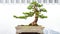 Bonsai yew podocarpus  potted landscape miniascape  dishgarden