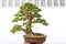 Bonsai yew podocarpus  potted landscape miniascape  dishgarden