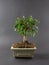 bonsai zelkova in ceramic pot on black background