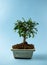 bonsai zelkova in ceramic pot on blue background