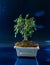 bonsai zelkova in ceramic pot on metallic blue background