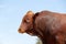 Bonsmara bull on rural farm - South Africa