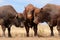 Bonsmara bulls on rural farm - South Africa