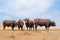 Bonsmara bulls on rural farm - South Africa