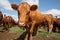 Bonsmara cow in South Africa