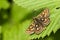 Bont dikkopje, Chequered Skipper, Carterocephalus palaemon