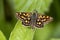 Bont dikkopje, Chequered Skipper, Carterocephalus palaemon