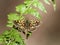 Bont dikkopje, Chequered Skipper, Carterocephalus palaemon