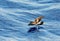 Bont Stormvogeltje, White-faced Storm Petrel, Pelagodroma marina