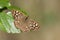 Bont zandoogje, Speckled Wood, Pararge aegeria