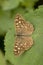 Bont zandoogje, Speckled Wood, Pararge aegeria