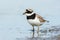 Bontbekplevier, Common Ringed Plover, Charadrius hiaticula