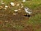 Bontbekplevier, Common Ringed Plover, Charadrius hiaticula