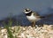 Bontbekplevier, Common Ringed Plover, Charadrius hiaticula