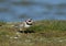 Bontbekplevier, Common Ringed Plover, Charadrius hiaticula