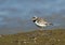 Bontbekplevier, Common Ringed Plover, Charadrius hiaticula