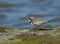 Bontbekplevier, Common Ringed Plover, Charadrius hiaticula