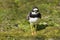 Bontbekplevier, Common Ringed Plover, Charadrius hiaticula