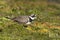 Bontbekplevier, Common Ringed Plover, Charadrius hiaticula