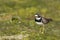 Bontbekplevier, Common Ringed Plover, Charadrius hiaticula