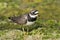 Bontbekplevier, Common Ringed Plover, Charadrius hiaticula