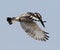 Bonte IJsvogel, Pied Kingfisher, Ceryle rudis