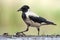 Bonte Kraai, Hooded Crow, Corvus cornix