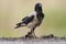 Bonte Kraai, Hooded Crow, Corvus cornix