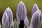 Bonte krokus, Spring Crocus, Crocus vernus