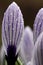 Bonte krokus, Spring Crocus, Crocus vernus