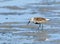 Bonte Strandloper, Dunlin, Calidris alpina