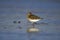 Bonte Strandloper, Dunlin, Calidris alpina