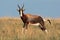 Bontebok antelope