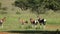 Bontebok antelopes