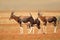 Bontebok antelopes