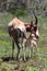 Bontebok Baby Antelope